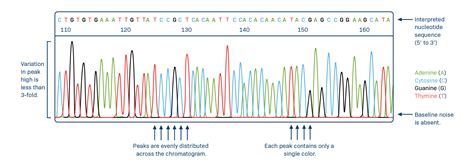 sequencing chromatogram analysis.